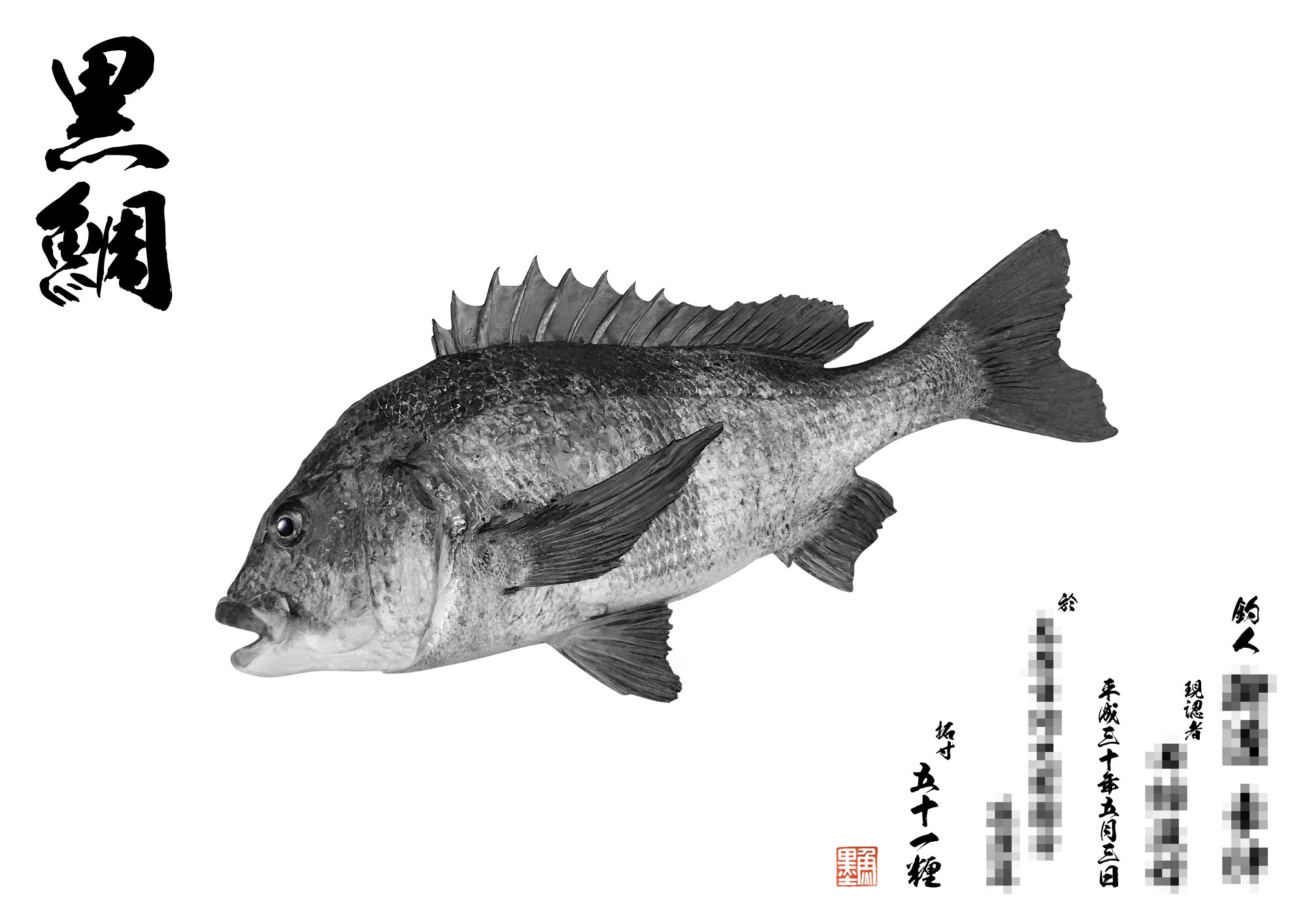 デジタル魚拓 魚墨 さて本日のデジタル魚拓のご紹介は 墨魚拓 黒鯛 51 黒鯛はチヌとも呼ばれ 堤防釣りでは人気のターゲットです 50オーバーとなると貫禄を感じますね 墨魚拓がとてもクールでかっこよく仕上がりました V 素晴らしい釣果でござい
