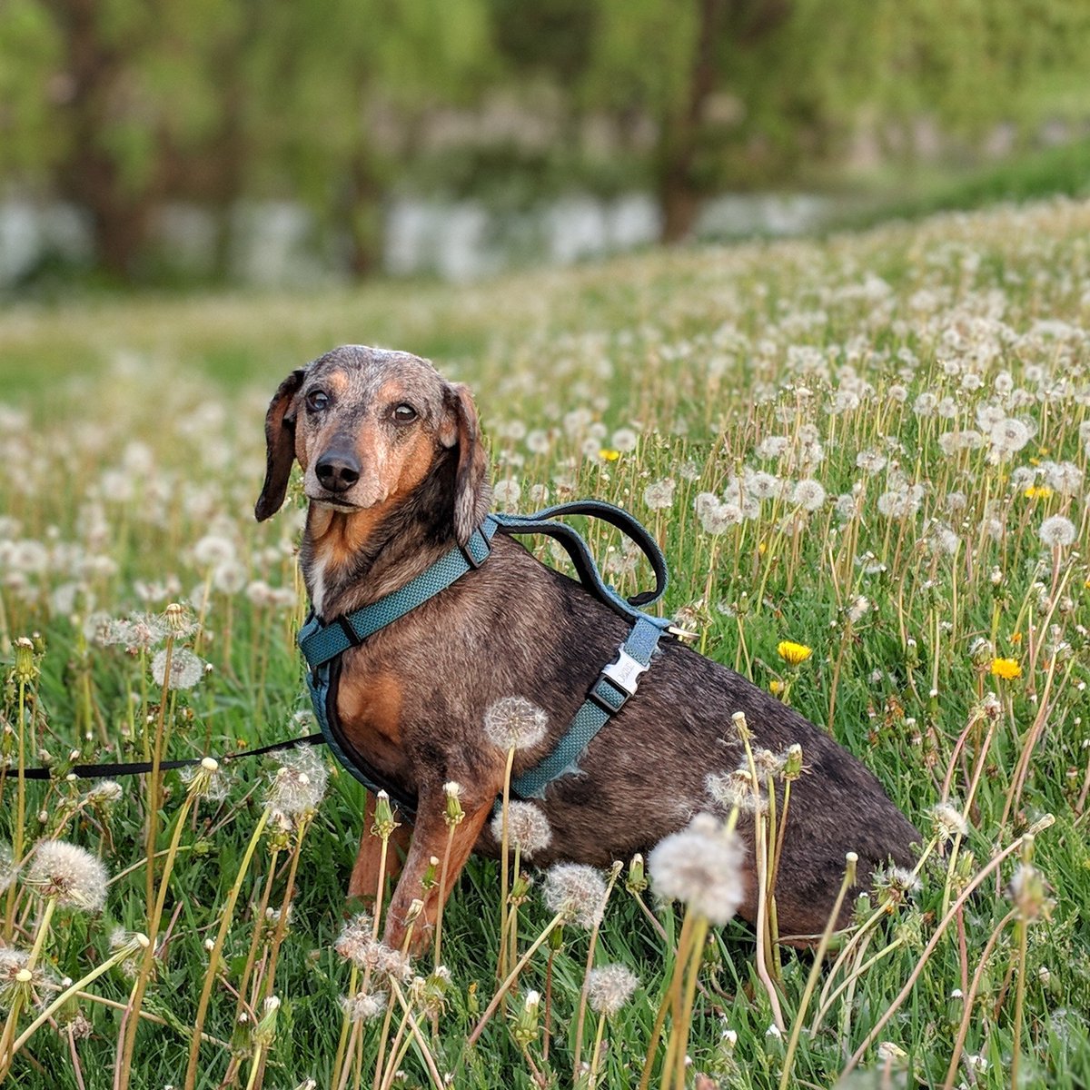 what kind of dog is in the claritin commercial