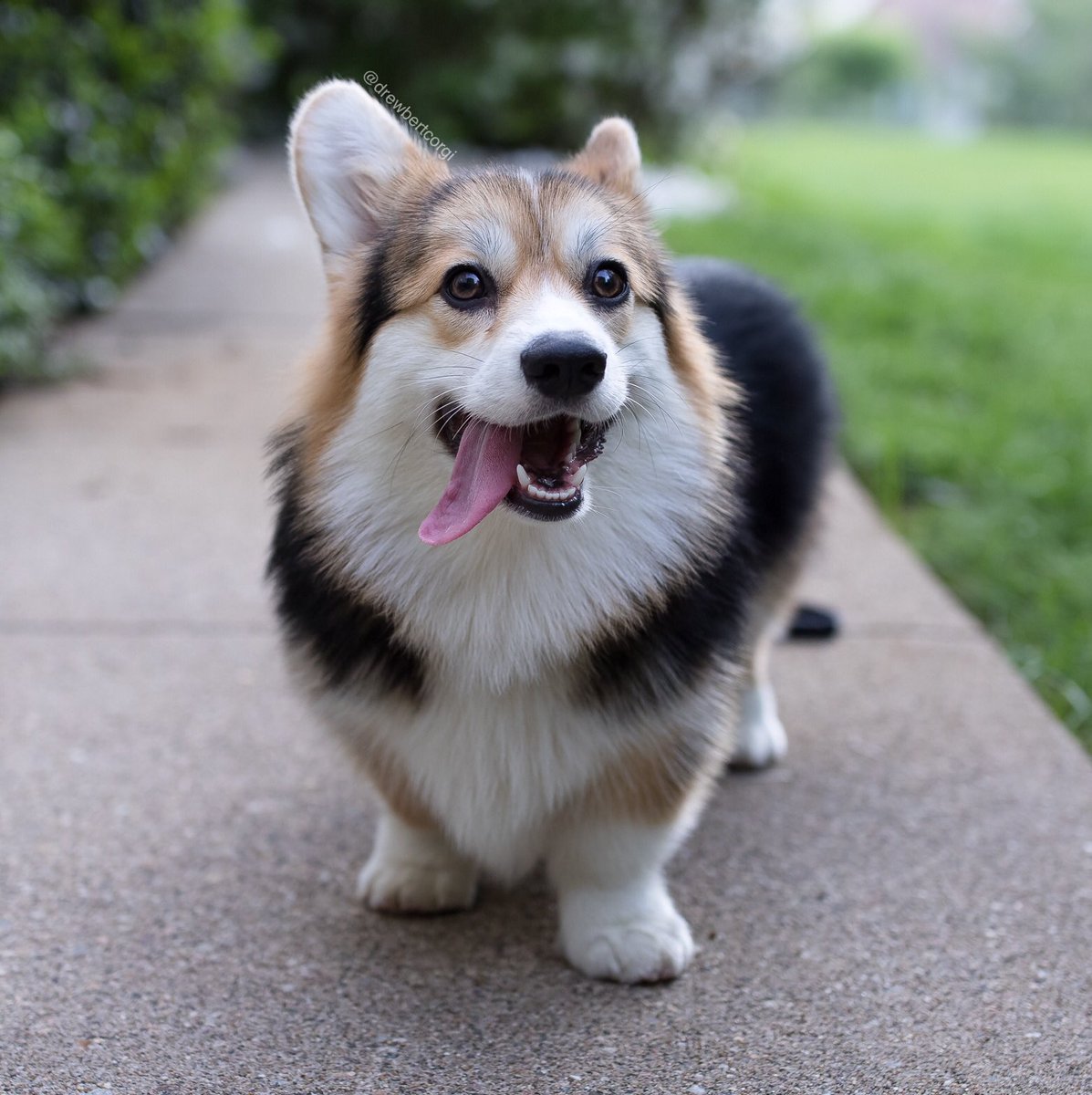 drewbertcorgi's tweet photo. Mona’s Fur Coat:

Charisma +10
Constitution +2
Dexterity +1
Heat Resistance -50%

#ItsMonaTime #ToPant #corgi https://t.co/GdAmvSYeKs