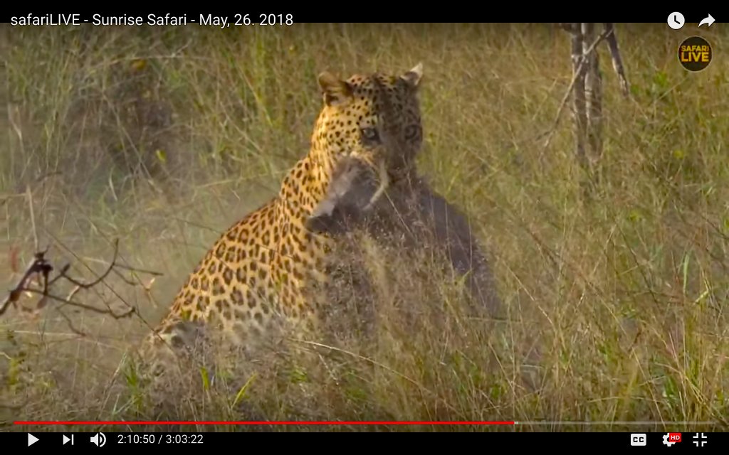HappyNaturalist's tweet photo. On Safari (Vicariously) https://t.co/qDNpxXDgkX https://t.co/zsxkLZuzHb