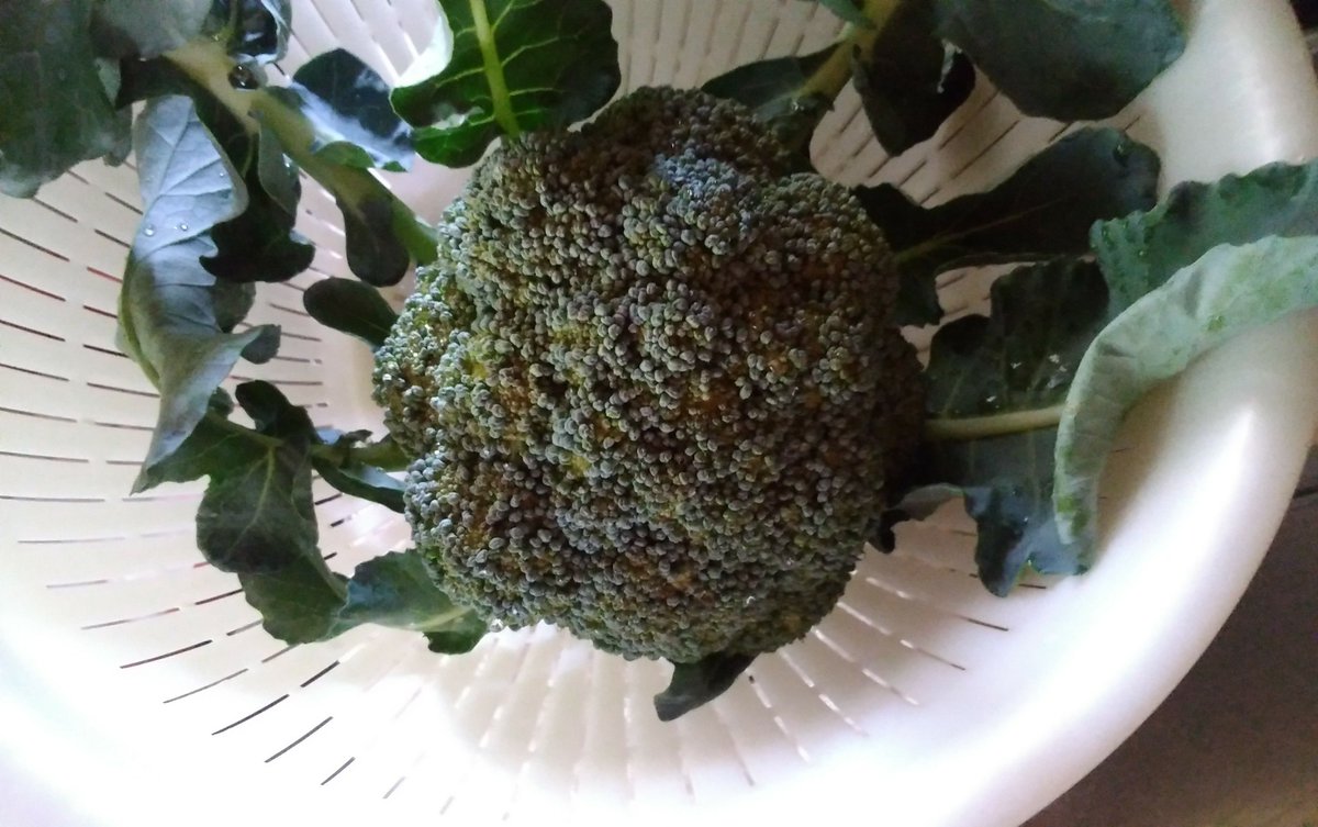 saionjee's tweet photo. 初めて種からブロッコリーを育てて
初収穫
立派立派!
https://t.co/ZI8Zq4ig5q #cropnet https://t.co/5SL2CQZW36