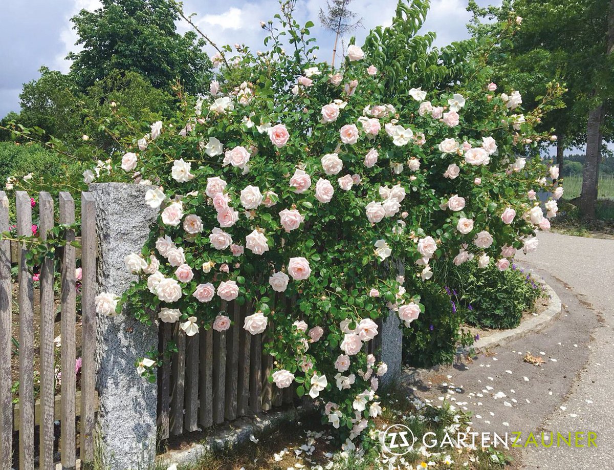 Gartenzauner On Twitter Rosenblute Bei Gartenzauner Den Rosen Scheint Das Trockene Wetter Zu Gefallen Noch Nie Gab Es Eine So Reiche Blute Rosen Blumen Firmengelande Gartenliebe Garten Gartenzeit Gartengestaltung Landschaftsarchitektur