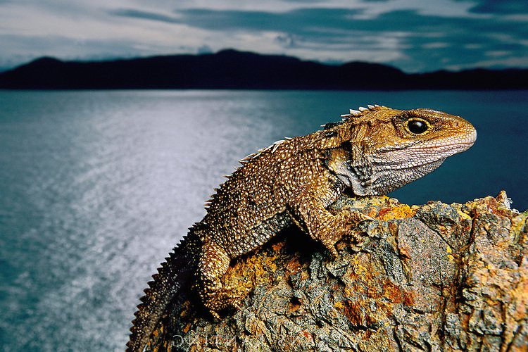 DIGS_for_EVEs's tweet photo. #DIGSforEVEs identified an endogenous #spumaretrovirus (foamy virus) in the genome of the #tuatara (#Sphenodon)
#FoamyVirus #VirusEvolution #Paleovirology #Retrovirus https://t.co/AIhgaSIMFo