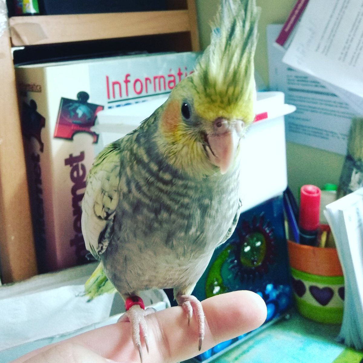 A_montserratsm's tweet photo. Hoy se va electra con su humana! 👏🐣🍼❤️
#nymphicushollandicus #cacatue #electra #cedida #aviariomontserratsm https://t.co/nO5UjzMezk