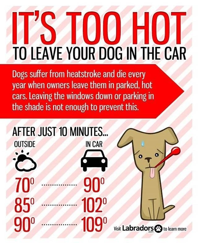 CityHumane's tweet photo. ☀️😓 Summer is quickly approaching! If it's too hot for you, it's too hot for them. Please do not leave your dog or any other animal in your car.
🐾
#SummerHeat #CarSafety #Dogs #Safety #SafetyTips #HealthyPets #LakeCityHumaneSociety #LakeCityFL #Colum… https://t.co/BndN8b9hcH https://t.co/CrCVww5ywt