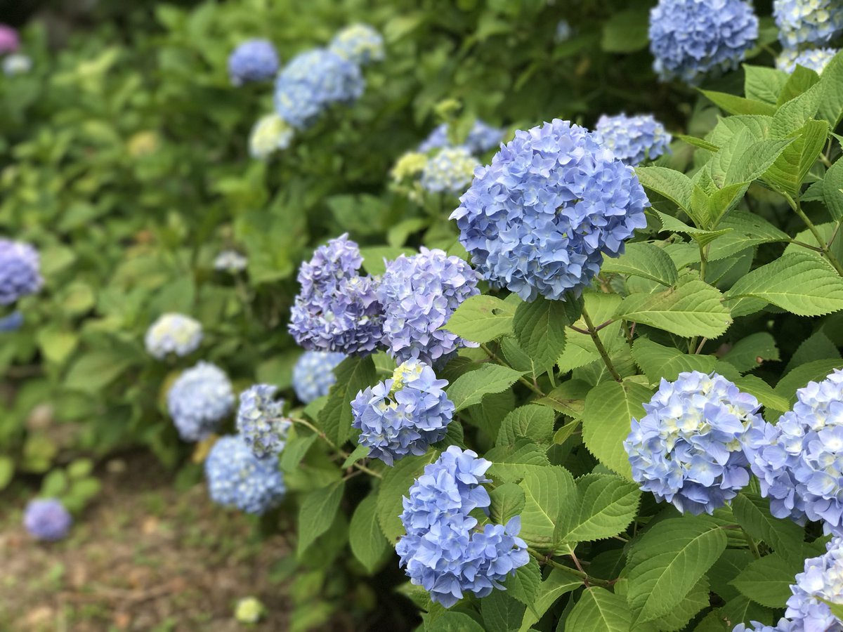 nishisora11's tweet photo. 紫陽花の

季節ですね♪

＃紫陽花 https://t.co/ZWkwZPOFtF