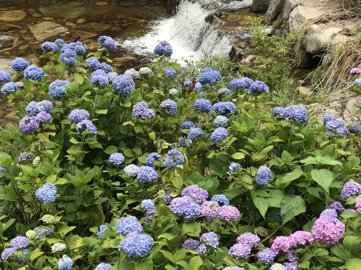 nishisora11's tweet photo. 紫陽花の

季節ですね♪

＃紫陽花 https://t.co/ZWkwZPOFtF