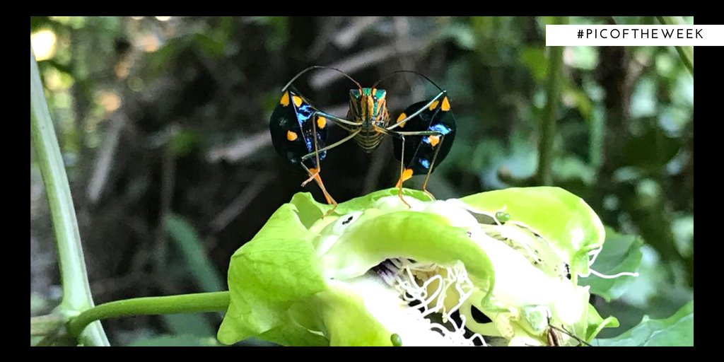Field_Projects's tweet photo. Our little friend here is called #Diactor bilineatus! #Leaf-footed #insects Though there can be numerous plants that a #insect can utilize, this one in particular uses the #Maracuya (passion fruit) as one of its #host #species.
@nature Please RT #Amazon #bugs #TRYFPI https://t.co/zuTTNnrahB