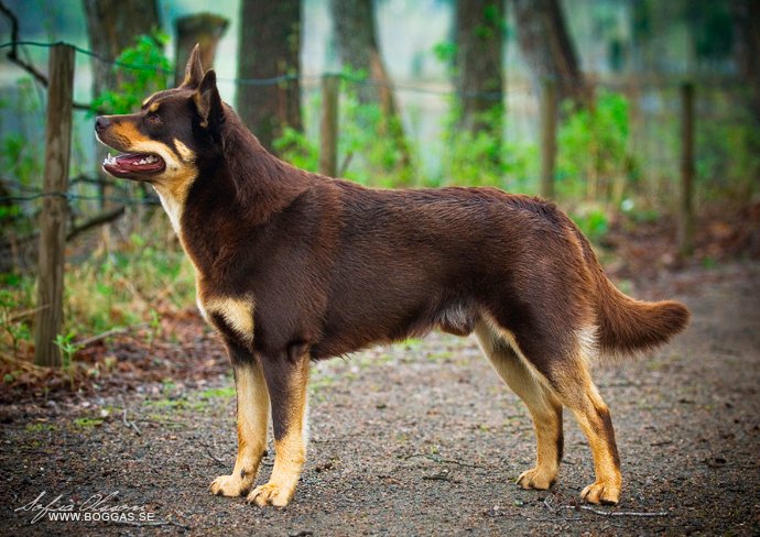 Do You Believe In Dog? 🐶 Mia Cobb (@doubelieveindog) on Twitter photo Evidence of splitting within a breed... Strong selection for behavioural resilience in Australian stock working dogs identified by selective sweep analysis <a href="/prof_claire/">Claire Wade</a> <a href="/Sydney_Science/">Sydney Science</a> cgejournal.biomedcentral.com/articles/10.11… #SPARCS18 Evidence of splitting within a breed... Strong selection for behavioural resilience in Australian stock working dogs identified by selective sweep analysis <a href="/prof_claire/">Claire Wade</a> <a href="/Sydney_Science/">Sydney Science</a> cgejournal.biomedcentral.com/articles/10.11… #SPARCS18