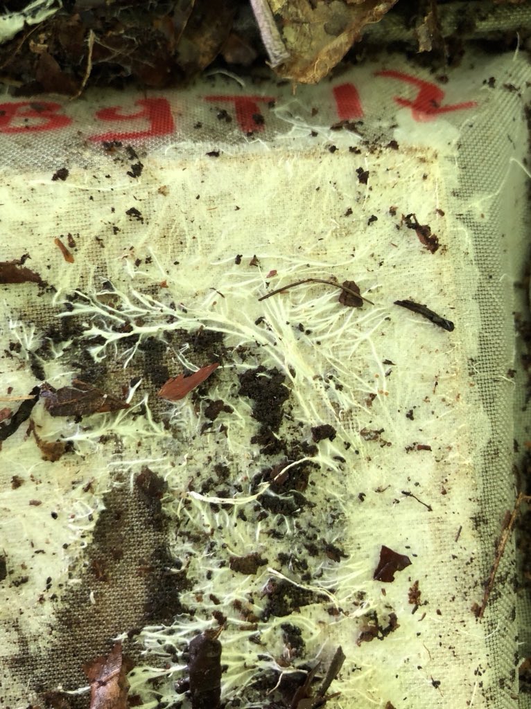 lultimoalbero's tweet photo. one year gone - a great day in the field - 1st harvest of wood blocks in the 🇮🇹 Alpine node for #globalrot project - signs of fungal and insect activity - again thanks dad for helping out #letsrot https://t.co/Y1HvBH65J6
