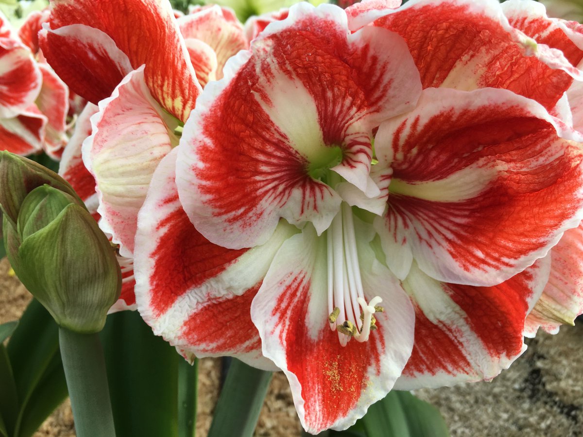 RC_Amaryllis's tweet photo. Have a wonderful day! https://t.co/CKYemkKR7m