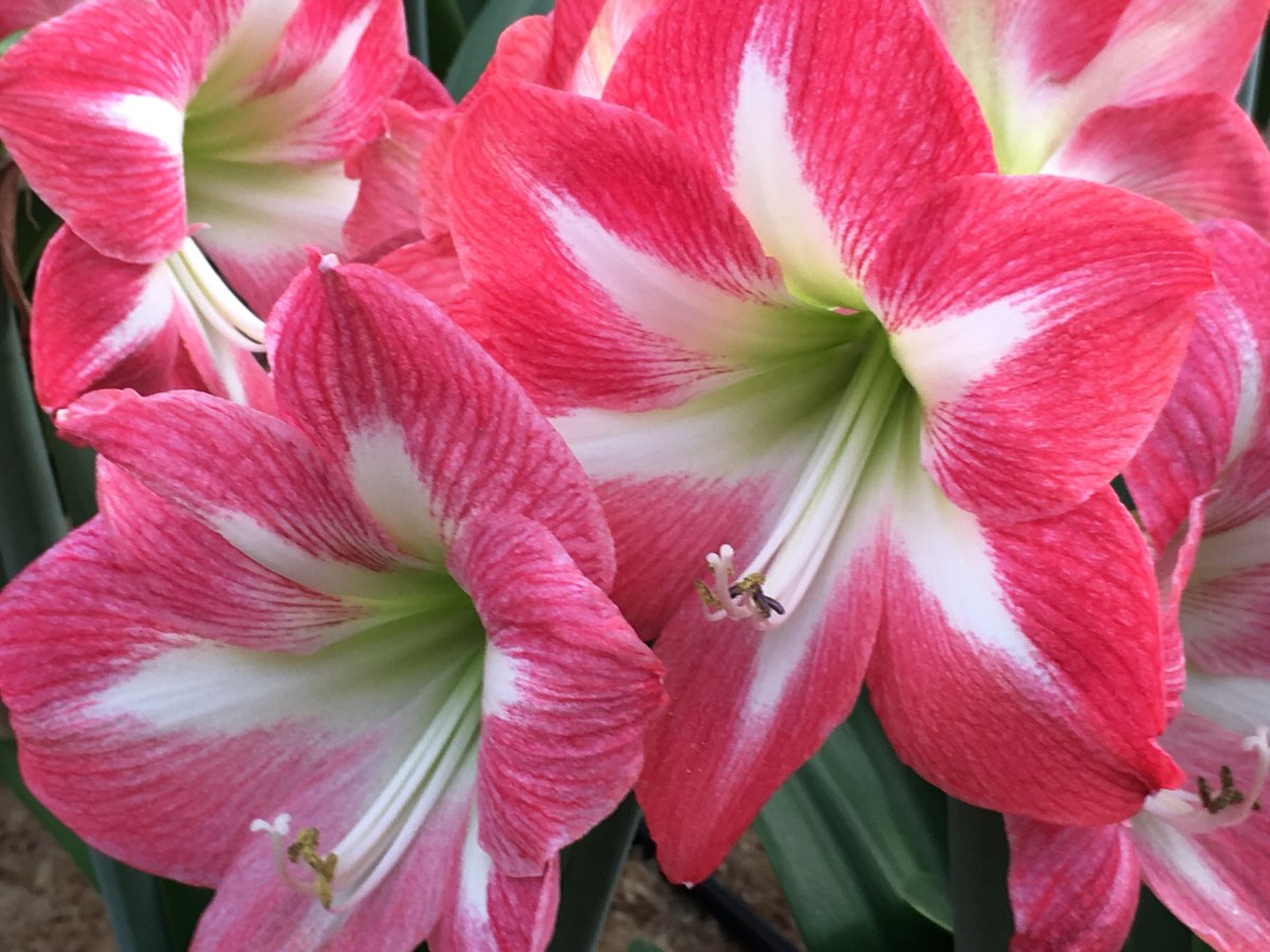 RC_Amaryllis's tweet photo. Have a wonderful day! https://t.co/CKYemkKR7m