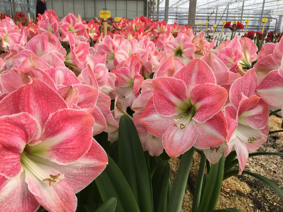 RC_Amaryllis's tweet photo. Have a wonderful day! https://t.co/CKYemkKR7m