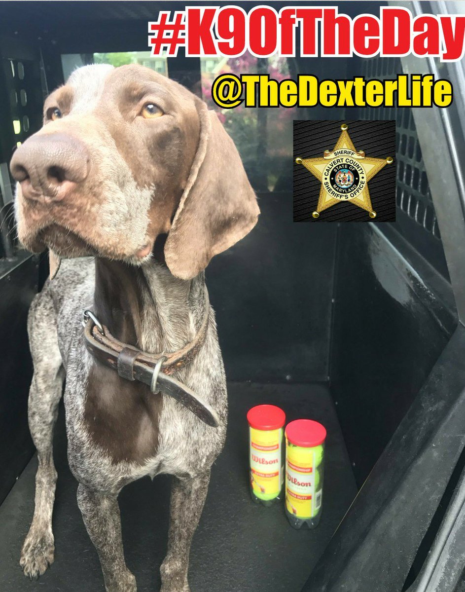 #K9OfTheDay 
K9 Dexter 
Handler: Cpl. Richard Wilson <a href="/CalvertSheriff/">Calvert County Sheriff's Office</a> 
#K9Dexter is a German Shorthaired Pointer. Dexter is a Narcotics Detection dog. He loves working &amp; finding the dope! When off duty, Dexter loves to play ball &amp; watch #LivePD reruns! #BluePawsMatter