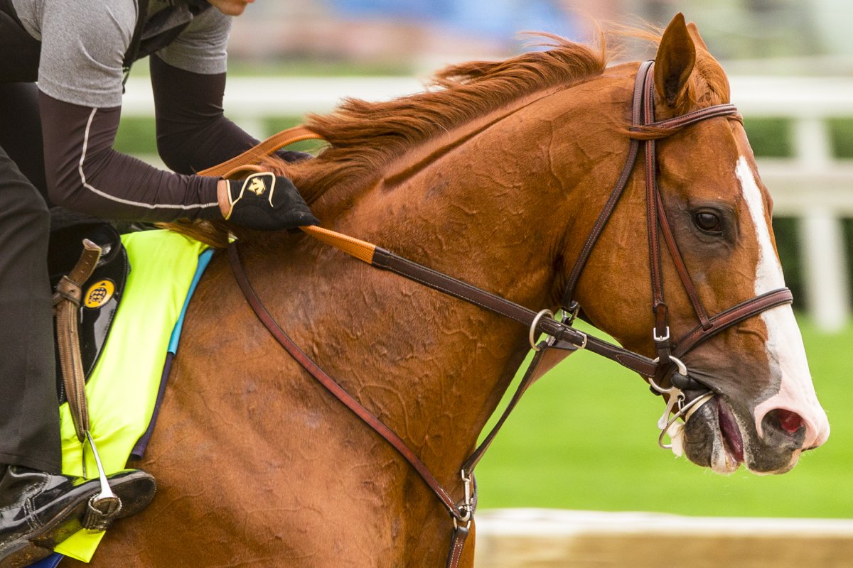 Horse Racing Nation on Twitter ""Every day’s been a good training day