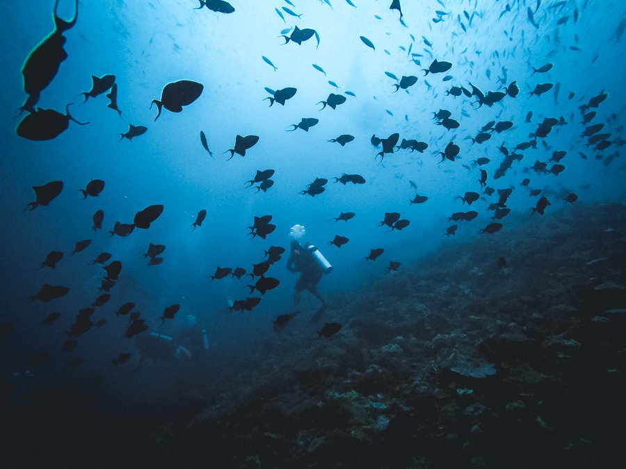 Raja Ampat has at least 537 corals species — that’s 75% of all known scleractinia in the world. Look at those magnificent shapes and colors, like a treasure chest at the bottom of the ocean. And that’s the thrill you’ll experience when coming face to face with this scene.