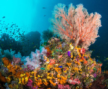 Raja Ampat has at least 537 corals species — that’s 75% of all known scleractinia in the world. Look at those magnificent shapes and colors, like a treasure chest at the bottom of the ocean. And that’s the thrill you’ll experience when coming face to face with this scene.