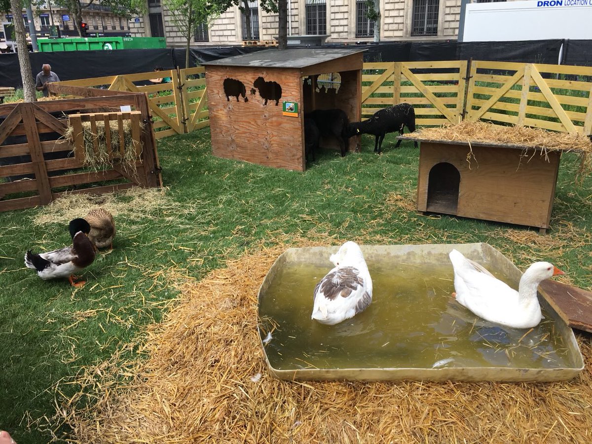 BGriveaux's tweet image. Avec l’événement #BiodiversiTerre imaginé par Gad Weil, la  #placedelarépublique se met au vert. Veaux, vaches, canards, oies et beaucoup de plantes au cœur de  #Paris pour sensibiliser aux enjeux environnementaux et à ce patrimoine commun à protéger et entretenir.
🌿 🌼 🐟🐞🐄🐓