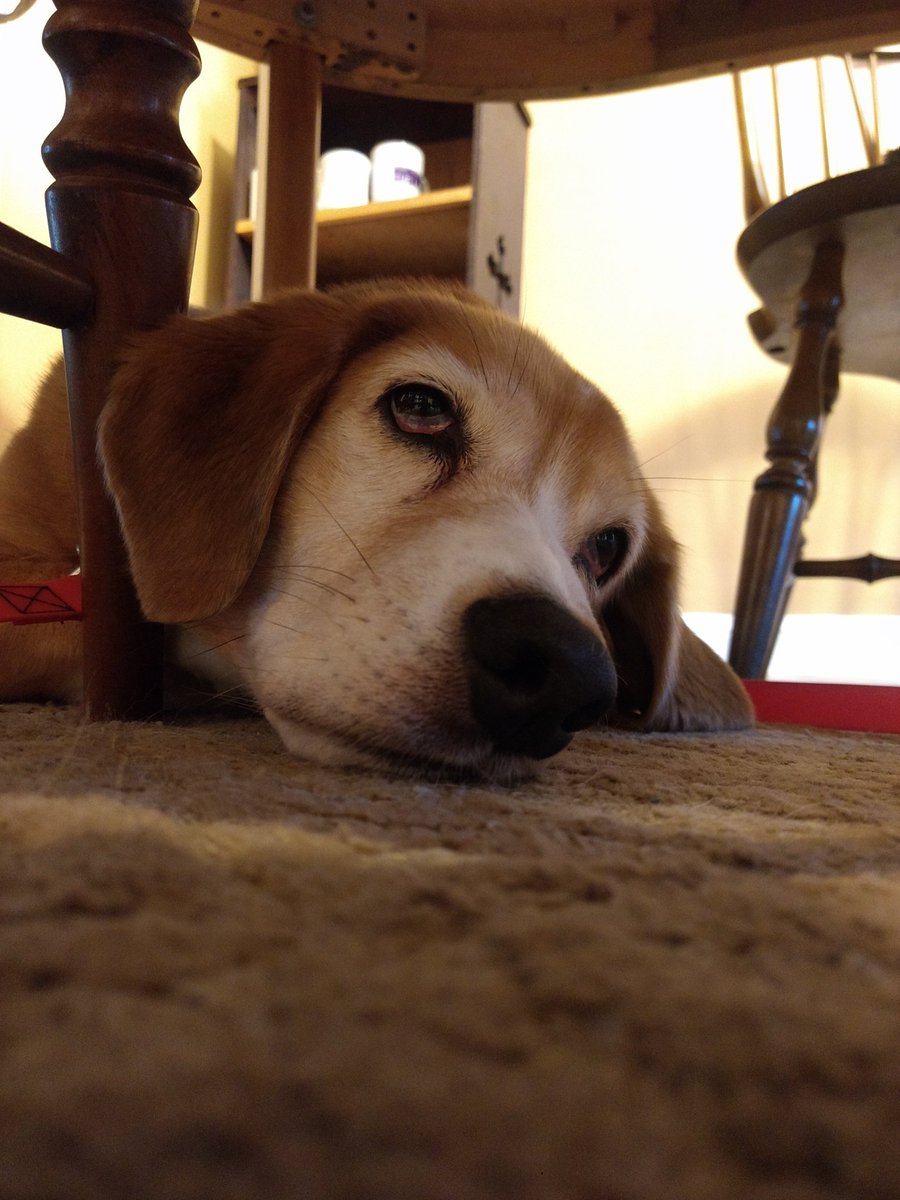 Paintbrush_Tail's tweet photo. My houseguest and I are sleepy after a long walk this morning
#dognap #sleepface #wewenteverywhere #somanysmells
π€π€οΏ½οΏ½οΏ½πΆπ€π€
@dogcelebration @dogandpuplovers @IngloriousDogs @puppy_snuggles @EmergencyPuppy @AnimalsGalore https://t.co/tuVJLLbDEm