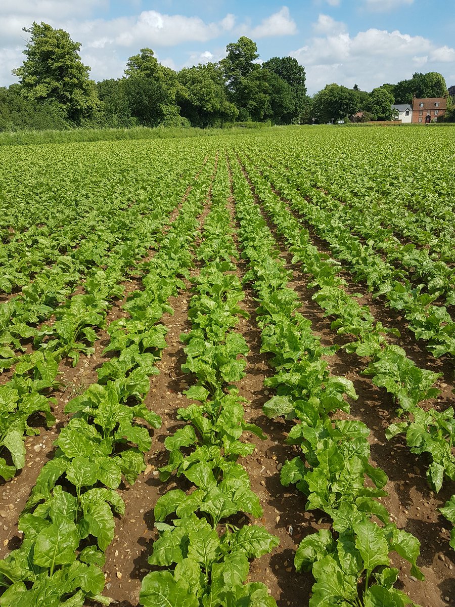 Sugar beet almost touching in the rows. #beet150