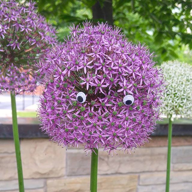 Actual photo of how fuzzy my hair has been this week thanks to the weather. 🙂

#100in1day #100in1dayptbo #googlyness #ptbo #googlyeyes #eyebombing #eyesonthings #streetart #peterboroughontarioActual photo of how fuzzy my hair has been this week thanks to the weather. 🙂

#100…