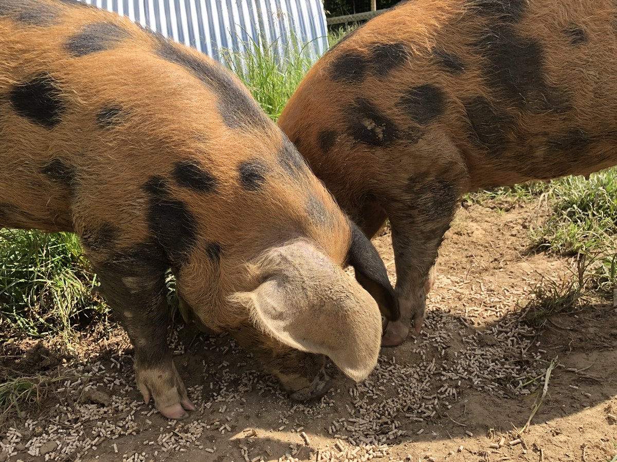 Picnic time? Summer afternoon feeding for the Suburbanbee pigs