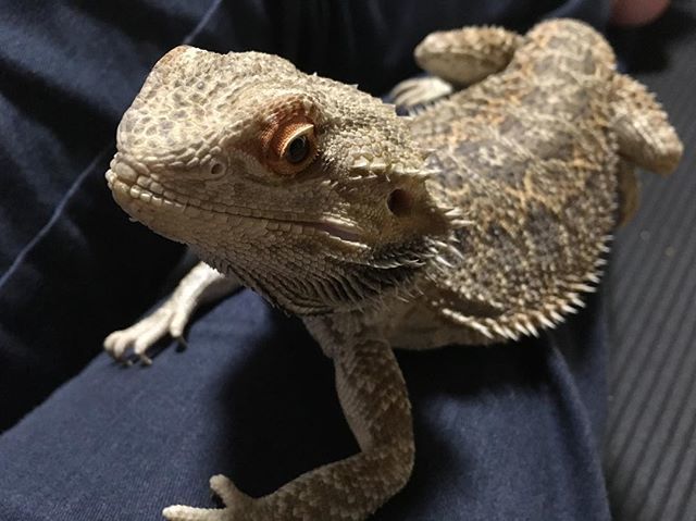 ten7132_pets's tweet photo. まだ起きてるみた��だったので戯れている。
目の周りが綺麗なオレンジになったねぇ、コジロウさん。
#フトアゴヒゲトカゲ https://t.co/zh9sUzcPM2 https://t.co/IbR5wzEJS6