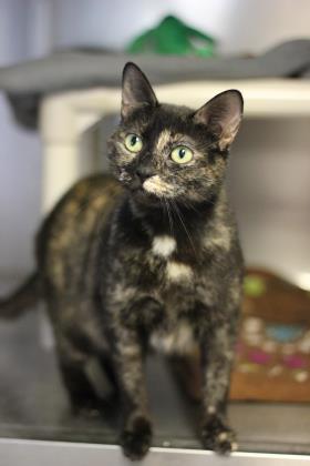 HSEC's tweet image. We are OPEN today until 12pm! We have some cuties here just waiting for their forever home! Gingerbread and Cora say they hope to see you soon! #AdoptMe #HSECarolina