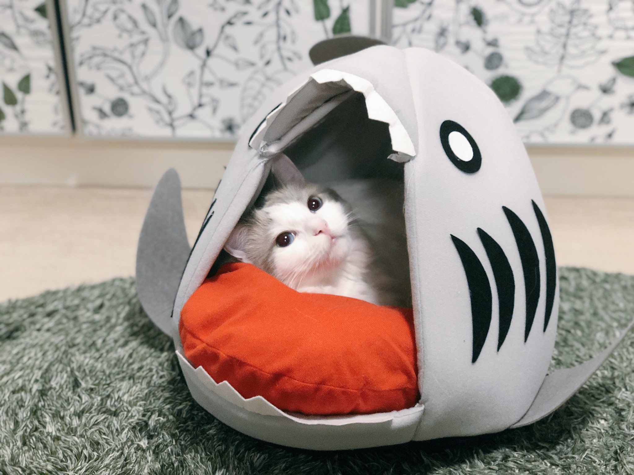 ট ইট র むぎちょこみるく ギャーーーー サメ に 食べられちゃった Flyingtiger 鮫 Catbed フライングタイガー ラグドール 猫 ねこ Ragdoll Pecon Catsofinstagram Cat 猫モフー Petsmile Pet T Co Upj4799mma ট ইট র