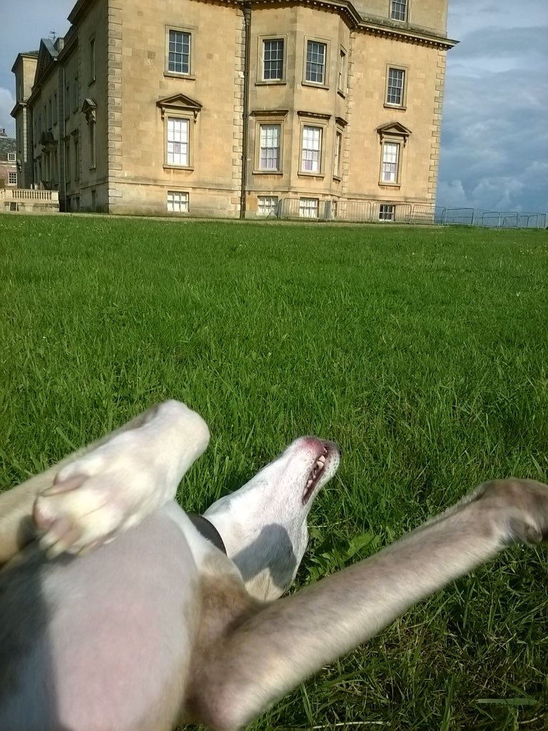 AmyForsterSmith's tweet photo. The whippet is having a nice time in the sun @NTCroome wishing he can catch the diving House Martins π #dogsofcroome #dogcelebration #dogsofinstagram https://t.co/moQTHACxqm