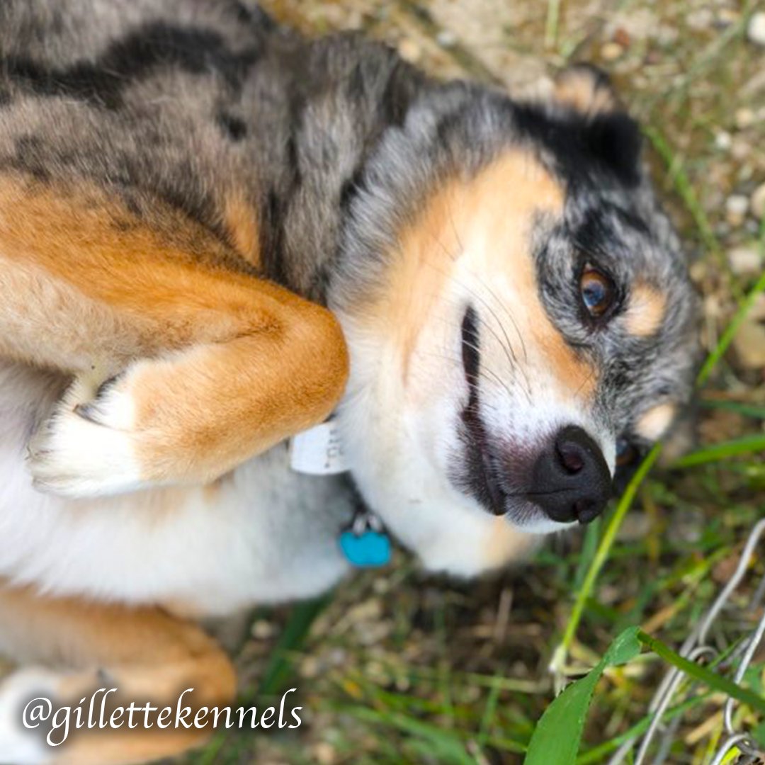 Gillette Kennels (gillettekennel) Twitter