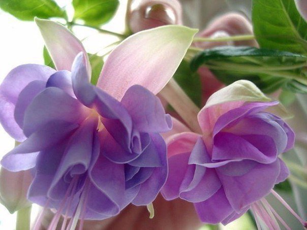 gorodunet's tweet image. Нежная и хрупкая фуксия, похожая на танцующих балерин

#фуксия #комнатныерастения #домашниецветы