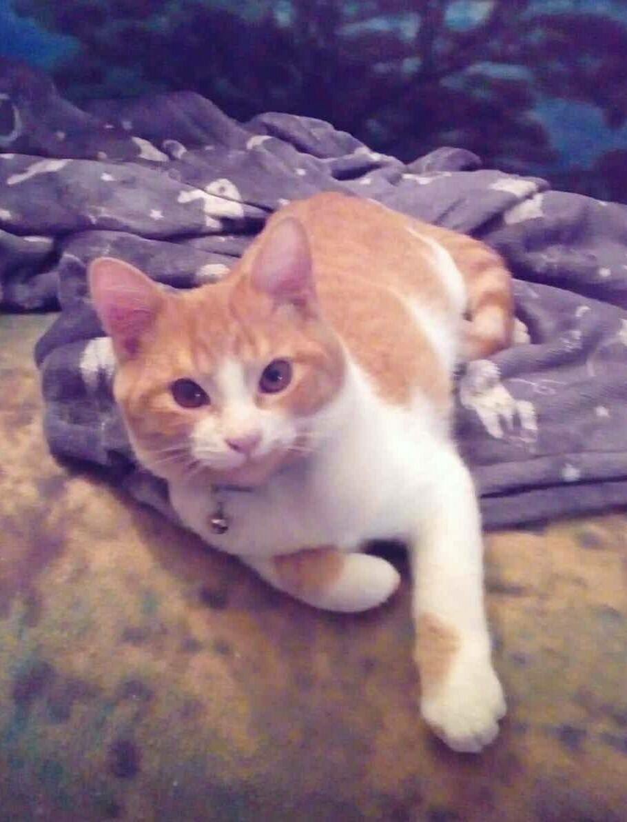 ProyectoCesAspe's tweet image. PERDIDO EN ASPE. BARRIO EL CASTILLO.

Se ha perdido, gato macho, castrado, rubio y blanco, con collar.
Responde al nombre de SKART.
Se ha caído de un segundo piso y se ve sangre en la acera, seguramente esté herido.
Teléfono de contacto  636996896

#DIFUNDE