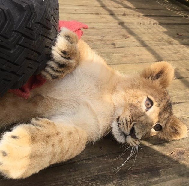 Police say a small lion cub was briefly on the loose in a rural area of western Ontario.   ottawamatters.com/national-news/… https://t.co/9U0UcrHzmz