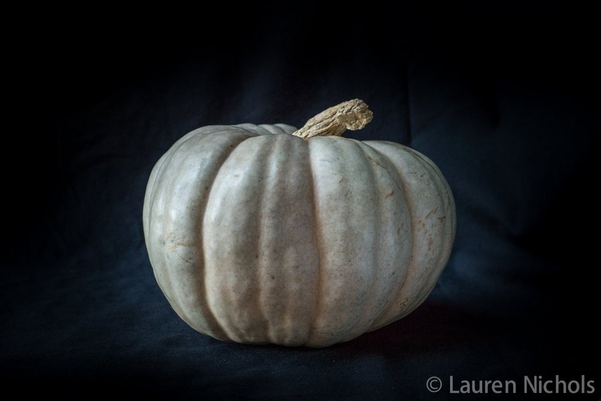 openbiolabs's tweet photo. This time of year is great for growing plants like squash and cucumber! You can help researchers track and understand insects and microbes interacting with plants in this family. Care for your plants and engage in citizen science at the same time!  https://t.co/xsp5WE8j0l https://t.co/jAkAGwrsX4