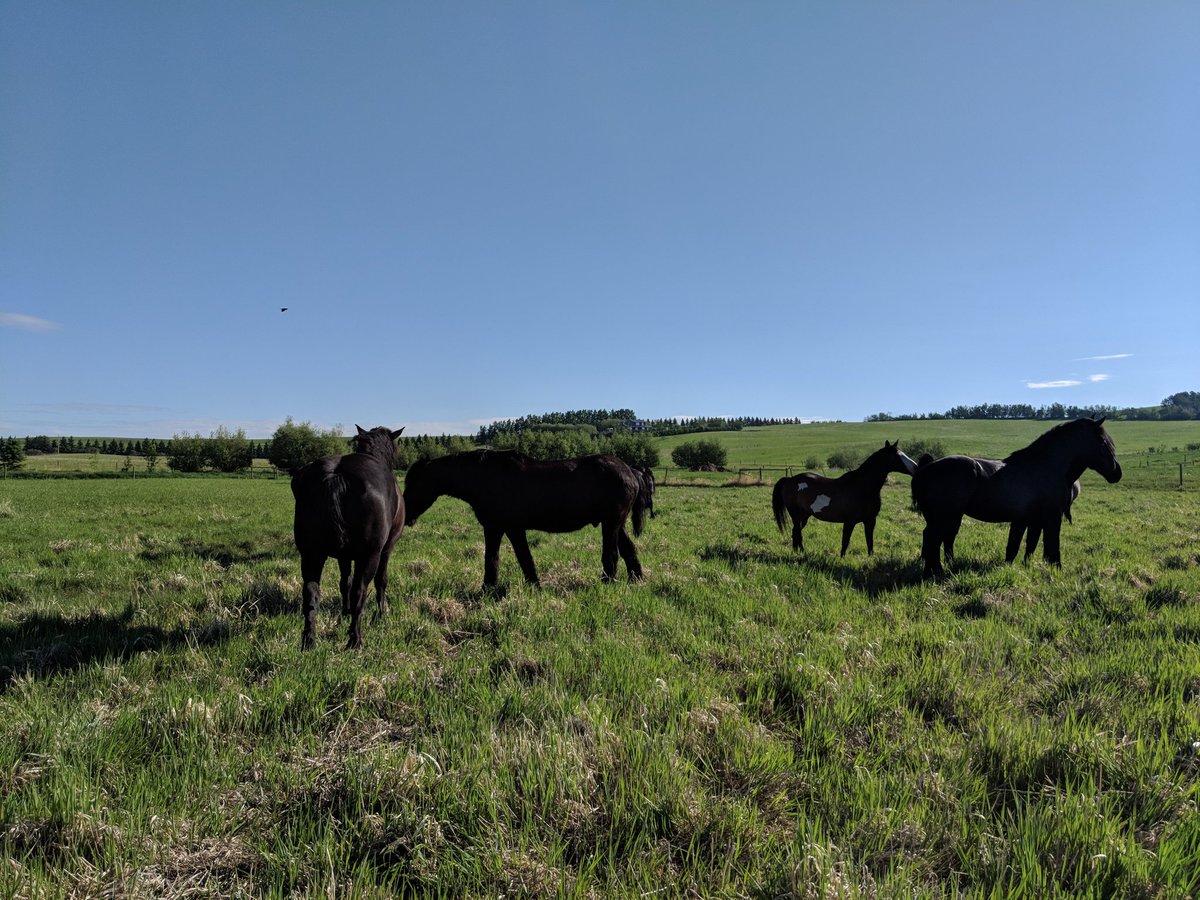 242drafthorses's tweet photo. Saturday morning coffee break https://t.co/PRWOcbrt36