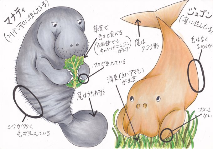 ジュゴンとマナティの違いとは その赤ちゃんが凄くかわいい とれぴく