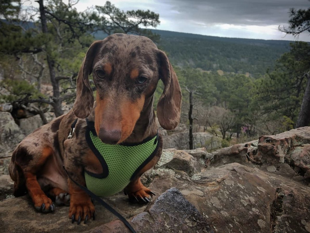 Well helloooo, beautiful. Care for a morning hike around #RobbersCaveStatePark? Grab a hiking buddy and hit the trails!