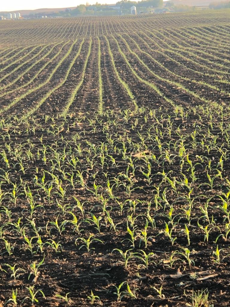 nicole_morgan09's tweet photo. @PRIDESEEDS A4414 corn (aka "Starchy") is looking great near Delia, AB. This variety has high starch content and low heat units and is a great option for Alberta corn growers! Thanks @starpetestahl for sharing the photo! https://t.co/KckE1z5UjR
