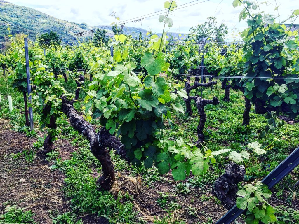 ana_zapatillas's tweet photo. De estas cepas, se extrae el #vino de #JoaquínDeRebolledo #portasabertas18 #zapatillasporelmundo https://t.co/ZLo9AECMl3