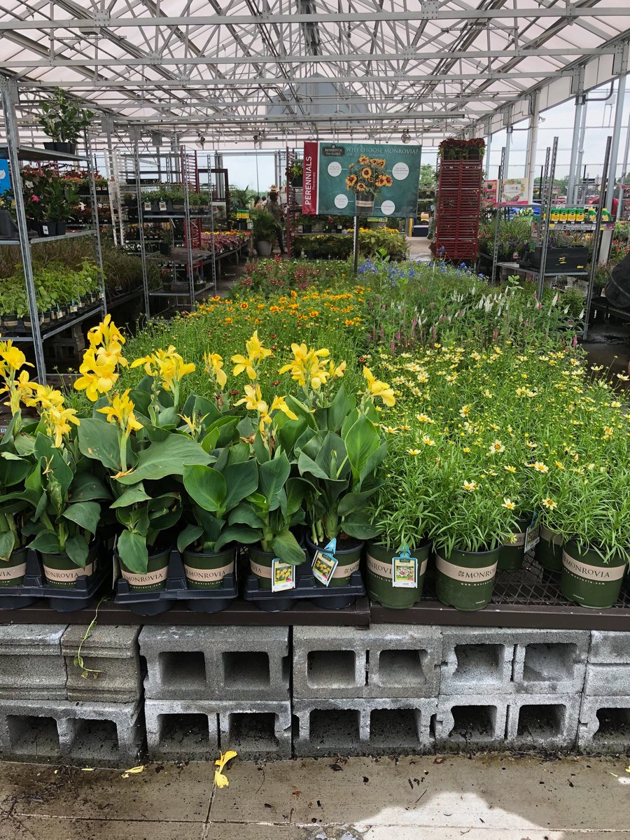 I can hear Maureen in my head saying don’t buy too many flowers.  You always but so many Ann Marie - yes but who can resist