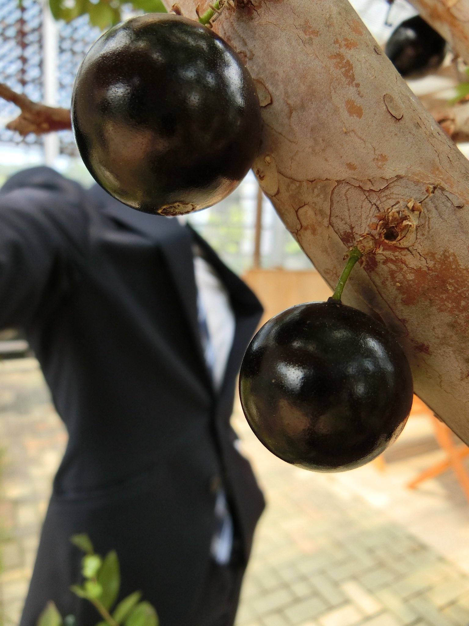 平田ナーセリー小戸店 Twitter Search Twitter