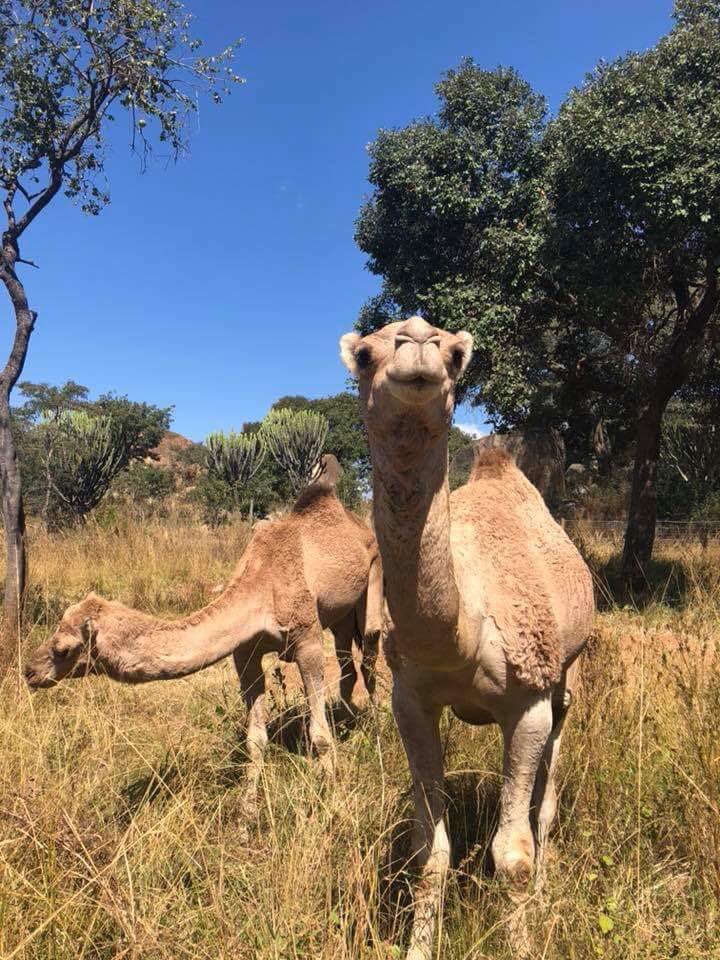 ZimBho_Official's tweet photo. A big welcome to Bosinas and Agnes the newest residents at Lion and Cheetah Park! Make a date with the first camels in Zimbabwe!
#DomesticTouriZimm #iluvZim #KnowYourZimbabwe #weekendexcursion #daytours
Images credit: #VisitZimbabwe https://t.co/Z3Y9Sr6Wht