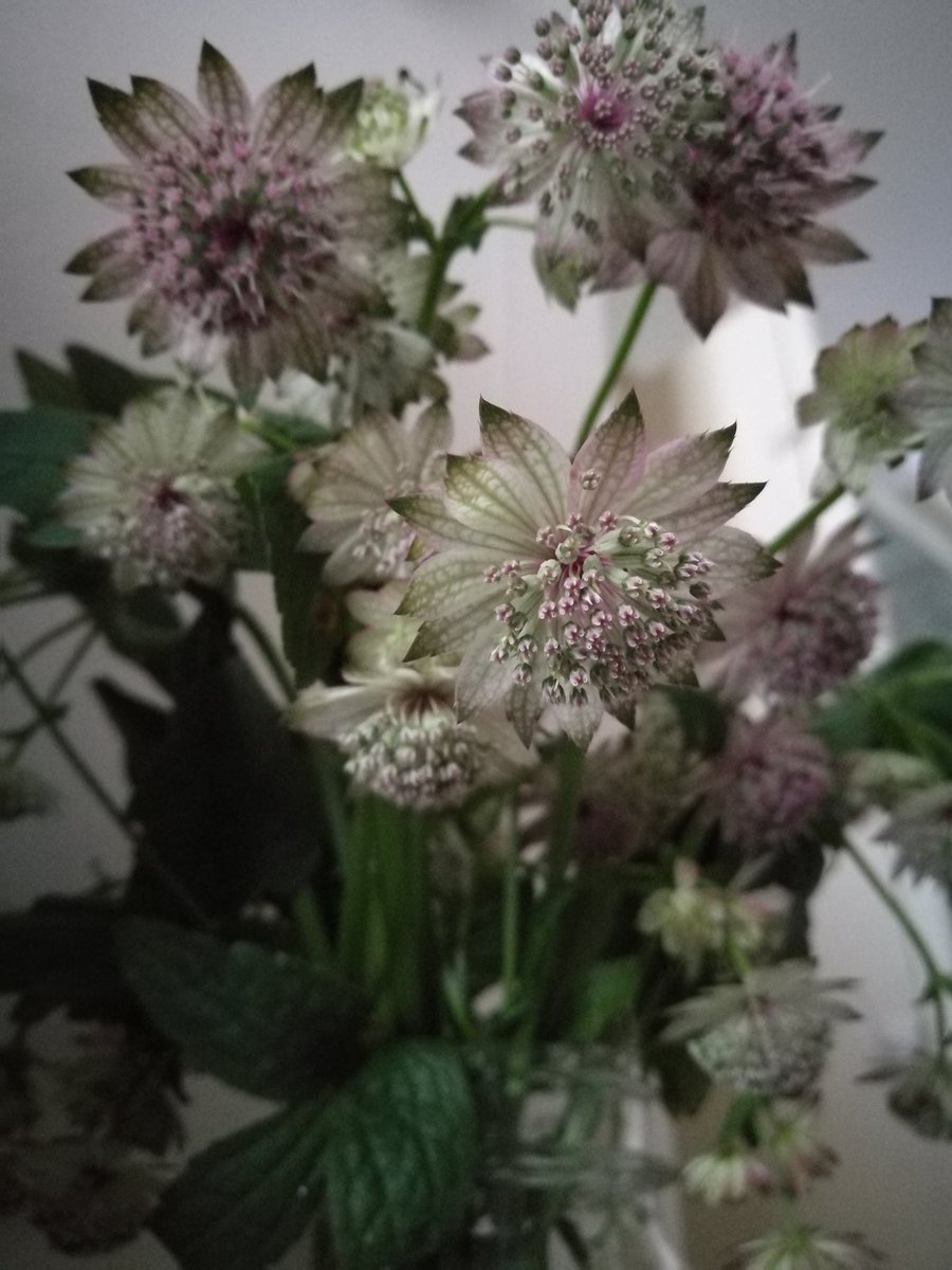 Loving my flowers courtesy of <a href="/justsoflowers/">Just So Flowers</a> <a href="/TheArchieParker/">Archie Parker</a> 
These delicate yet aromatic #astrantias have me dreaming of tranquil meadows.
#beautiful #flowers #floral      #unusual #outoftheordinary