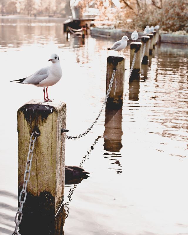 fChiaramonte's tweet photo. Polêmica: é mais fácil fotografar animais ou pessoas? #bird #birds #BirdsOfInstagram #birdwatching #birdphotography #birdstagram #birding #birdlovers #birdseyeview #birdlover #birddog #birdlife #birdman #birdie #birdsofprey #birdy #birdfreaks #birdgang #… https://t.co/sMPE6uDexe https://t.co/TCMGm3rwqV