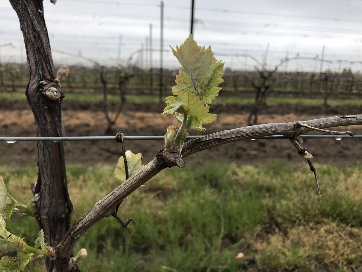 #Ontario Grape Growers, tag us in your vineyard photos and videos of budbreak with #BetweenTheVines