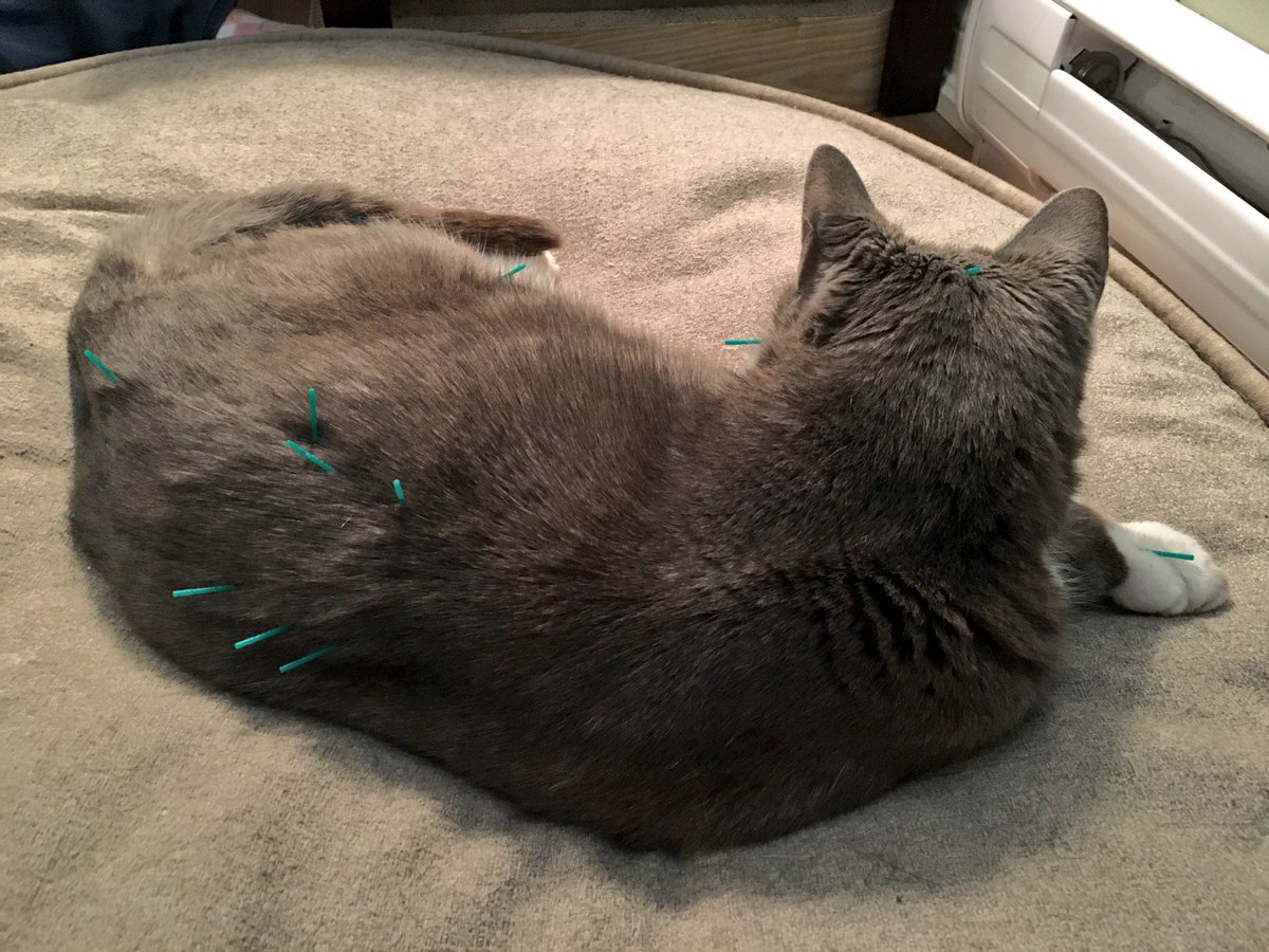 MrBaileyCat's tweet photo. My mouth isn’t bleeding as much and Dr. Noel came over to give me my acupuncture so today’s a good day 🐾 #MrBailey #Cat #Acupuncture https://t.co/tCEEnqr18f