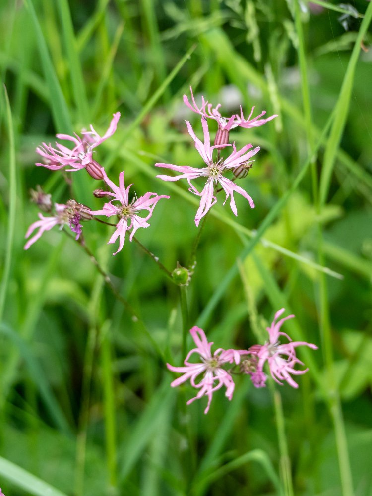 Really pleased to see lots of Ragged Robin @Welshwildlife #TeifiMarshes yesterday. @BSBIbotany @NatureUK @BBCSpringwatch @WTSWW @Love_plants