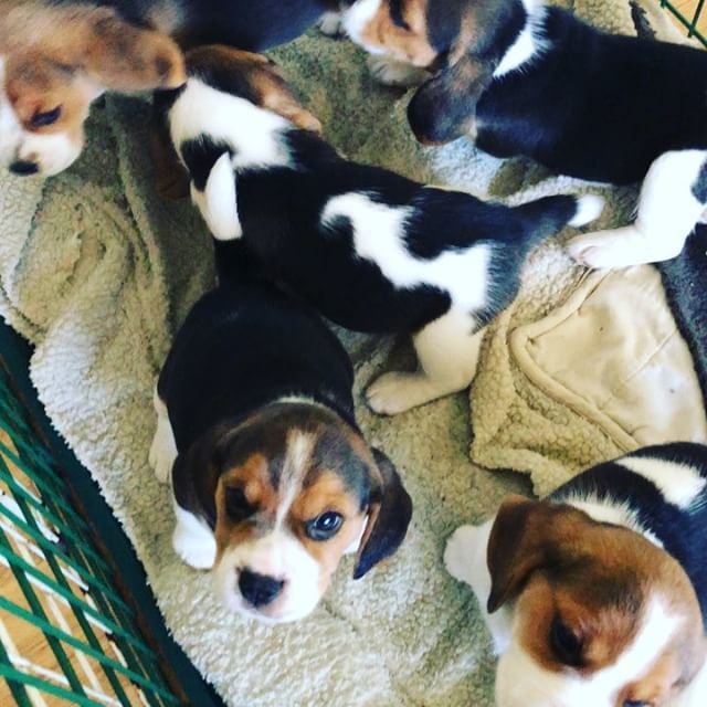 averythebeagle's tweet photo. My brothers are available for loving human parents. 🐶🐾
*
*
#beaglesofinstagram #beagle #puppies #puppiesofinstagram #puppies #instagood #brother #siblings #dog #cutepuppies #cutedogs #akc #purebred #adorable #loving #avery_the_beagle #lapup https://t.co/gYRtGD42Xt https://t.co/WTBDQRfbVq
