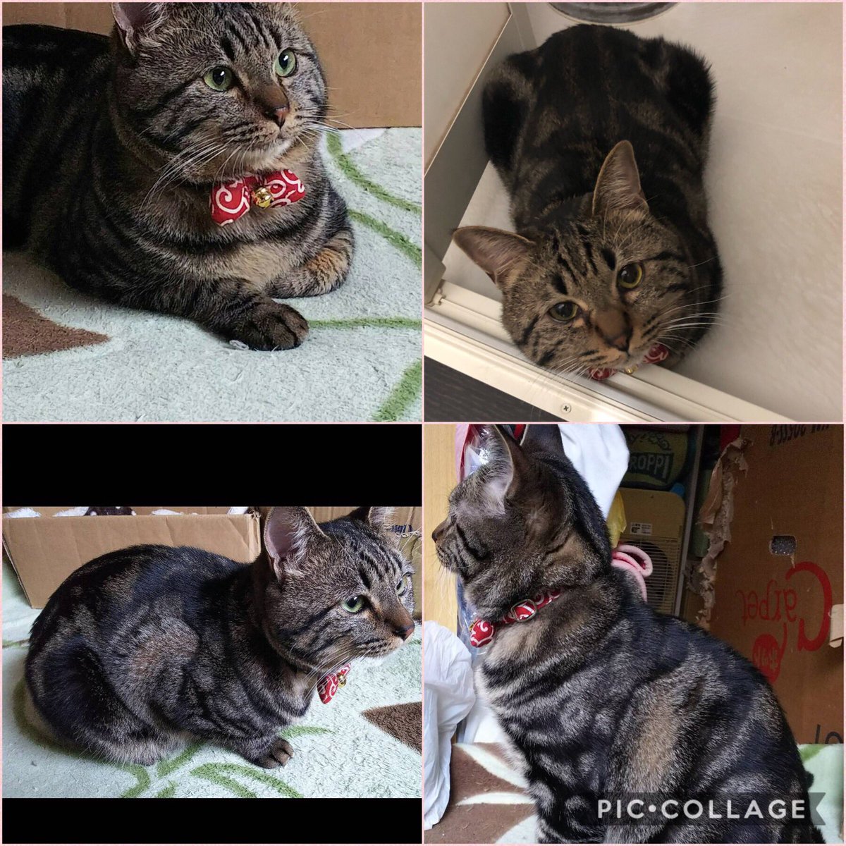 アメショ柄雑種猫探してます Moca Twitter